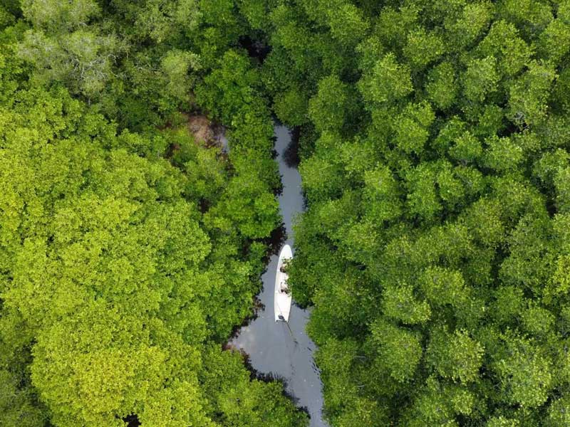 Mangrove Forest Nusa Lembongan