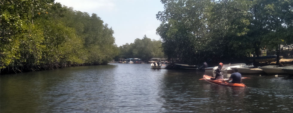 Mangrove Forest